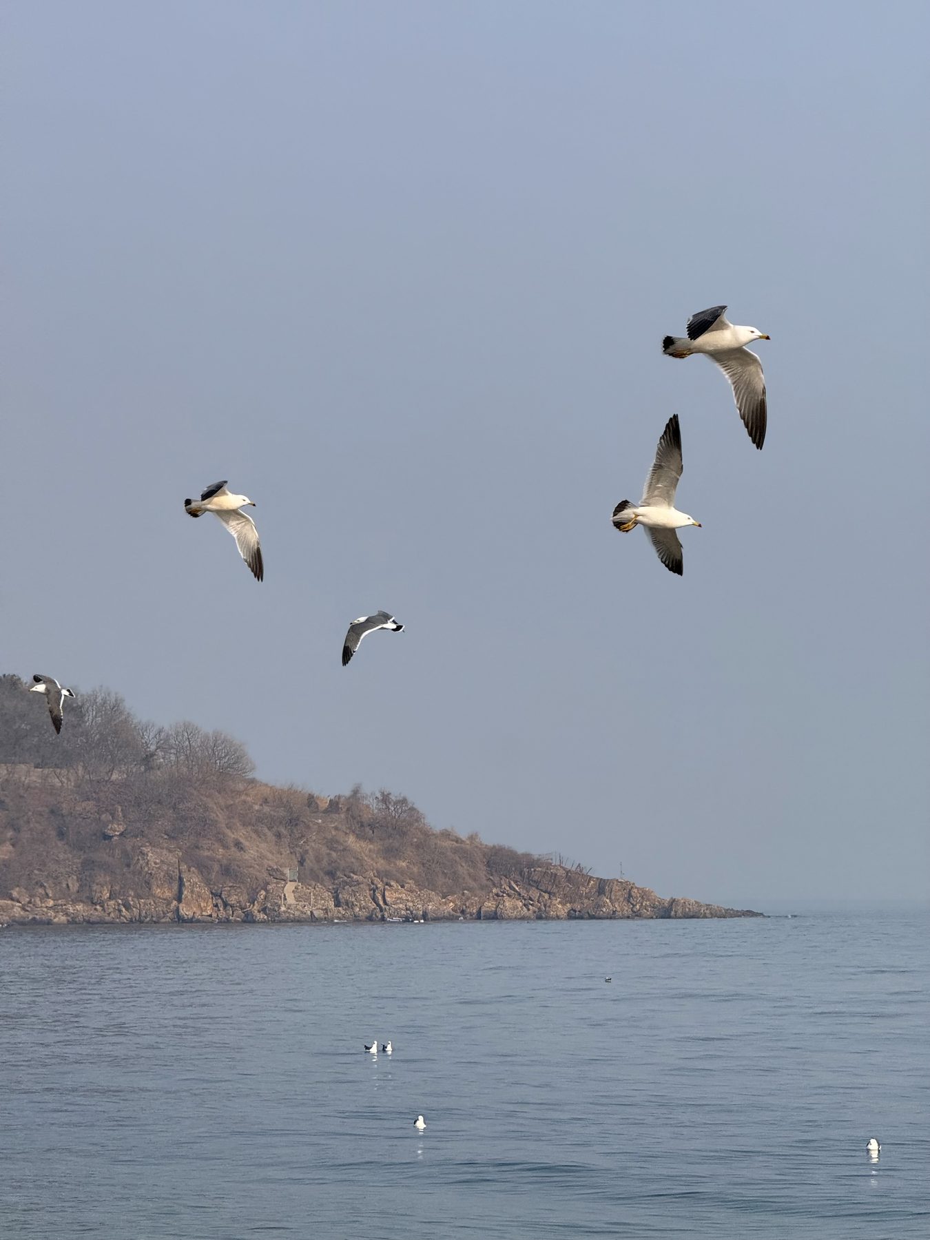 Seagulls flying above the coast in Dalian