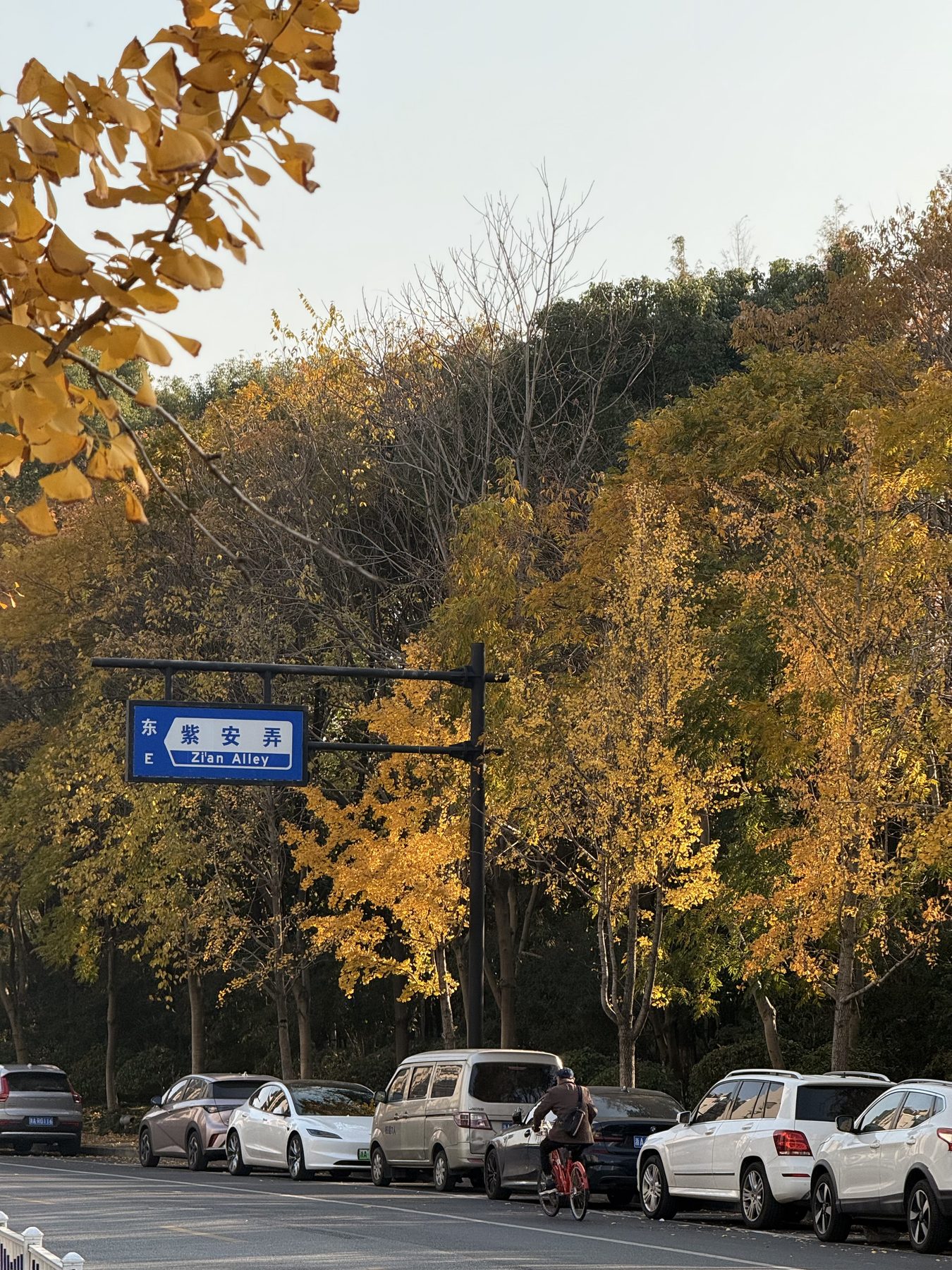 Golden ginkgo trees and a cyclist beside Zi'an Alley in Hangzhou