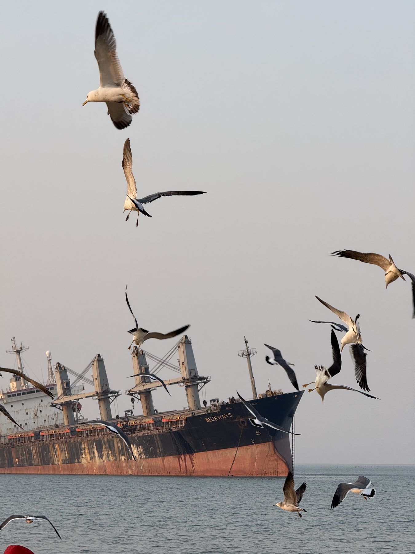 Seagulls flying around a cargo ship off Weihai, Shandong